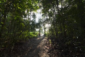 المسار في الغابة بواسطة Camp Leaky ، Tanjung Puting National Park ، وسط كاليمانتان ، بورنيو ، إندونيسيا بواسطة غير معروف غير معروف
