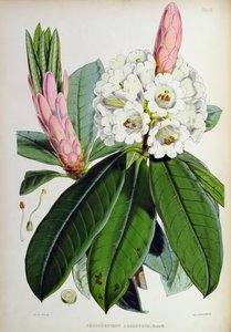 Rhododendron: Argenteum ، من `The Rhododendrons of Sikkim-Himalaya ، بقلم JD Hooker ، 1849-51 بواسطة غير معروف غير معروف