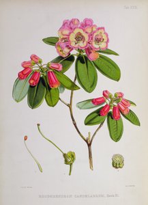 الرودودندرون: الشمعدان ، من `الرودوديندرون في سيكيم-الهيمالايا بقلم JD هوكر ، 1849-51 بواسطة غير معروف غير معروف