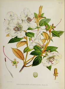رودودندرون: Edgeworthi من `The Rhododendrons of Sikkim-Himalaya بواسطة JD Hooker 1849-51 بواسطة غير معروف غير معروف