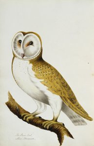 بومة الحظيرة ، جزء من ألبوم الألوان المائية للطيور وبيضها ، ج. 1800 بواسطة غير معروف