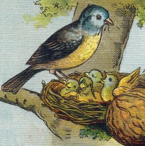 يطعم الطائر صغاره في العش. نقش في "Alphabet de ma petite fille". برناردين-بيشيت وفلس ، بائعون وناشرون ، باريس ، حوالي عام 1895. ألبوم غير قابل للكسر على قماش. مكتبة الاطفال. 12 صفحة. ألبوم يحتوي على طريقة القراءة و illu بواسطة غير معروف
