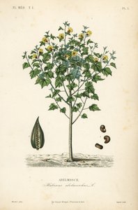 Abelmosk ، أمبريت أو الكركديه السنوي ، Abelmoschus moschatus ، Hibiscus abelmoschus ، Abelmosch بواسطة غير معروف