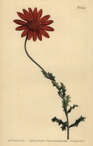 الأقحوان الأفريقي أو Clammy arctotis ، Arctotis glutinosa بواسطة غير معروف