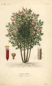 Amargo ، الرماد المر ، الخشب المر أو hombre grande ، Quassia amara ، Quassie amere بواسطة غير معروف