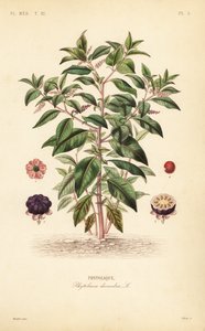 البوكويد الأمريكي ، Phytolacca americana ، Phytolacca decandra ، Phytolaque بواسطة غير معروف