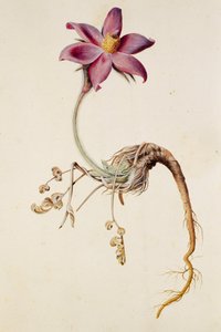 شقائق النعمان pulsatilla / Anenome pulstaille بواسطة غير معروف