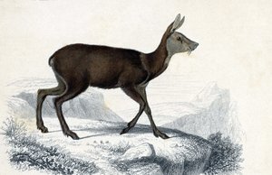 لوحة الحيوانات: شيفروتان (موسكوس بيغنويوس). Mammiferes Quadrupedes ruminants - في "Dictionnaire universel d