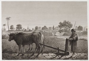 الزراعة الصالحة للزراعة ، الحرث ، الحرث بالثيران ، مصر ، عام 1798 بواسطة غير معروف