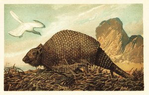 الأركيوبتركس الليثوغرافي و Panochthus tuberculatus 1908 (الطباعة الحجرية) بواسطة فنان غير معروف