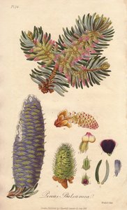 بلسم التنوب البلسمي (Abies balsamea) - ماء قوي بقلم ويليام كلارك لتوضيح كتاب "النباتات الطبية، وصف النباتات الطبية في لندن وإدنبرة ودبلن" لجون ستيفنسون وجيمس مورس تشرشل، الذي نشره جون تشرشل في لندن عام 183 بواسطة فنان غير معروف