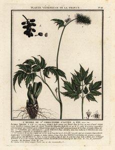 Baneberry ، Actaea spicata. بواسطة فنان غير معروف