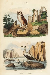 بومة الحظيرة ، Tyto alba ، وبطة العيدر ، Somateria mollissima بواسطة غير معروف