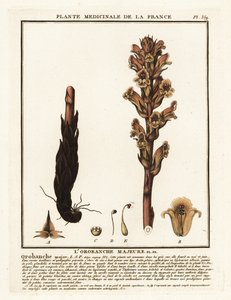 مكنسة السرير Orobanche caryophyllacea. بواسطة فنان غير معروف