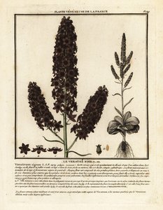 خربق أسود كاذب ، Veratrum nigrum. بواسطة فنان غير معروف