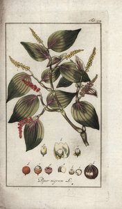 طبق فلفل أسود (بايبر نيغروم). مطبوعة حجرية من "Afbeelding der Arteny-Gewassen" ليوهانس زورن (1739-1799)، هولندا بواسطة فنان غير معروف
