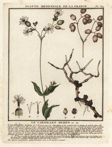 مزرعة المثانة ، Silene vulgaris. بواسطة فنان غير معروف