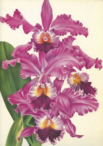 لوح نباتي / Cattleya labiata var. بيرفيكتا / ليندينيا بواسطة غير معروف