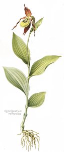 لوح نباتي / Cypripedium calceolus / حافر فينوس بواسطة غير معروف