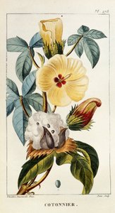 لوح نباتي / Gossypium sp / قطن بواسطة غير معروف