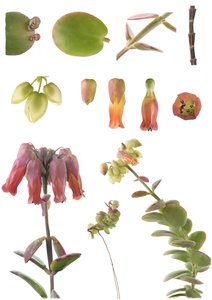 لوح نباتي / Kalanchoe marnieriana بواسطة غير معروف