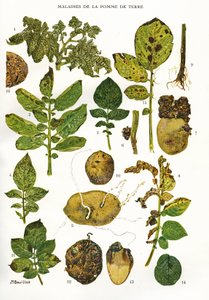 لوح نباتي / أمراض البطاطس / Solanum tuberosum بواسطة غير معروف