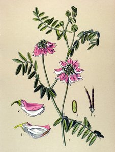 لوح نباتي ، نبات: Coronilla bigarree (Coronilla varia) بواسطة فنان غير معروف