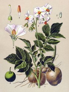 لوح نباتي ، نبات البطاطس ، بطاطس (Solanum tuberosum)