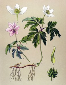 لوحة نباتية. نبات وريدي (سام) وطبي: شقائق النعمان سيلفي أو شقائق النعمان من الغابة (Anemone nemorosa) بواسطة فنان غير معروف
