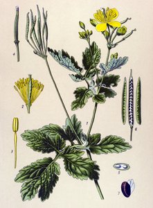 لوحة نباتية. نبات وريدي (سام) وطبي: Chelidoine أو Chelidoine كبير (Chelidonium majus) بواسطة فنان غير معروف