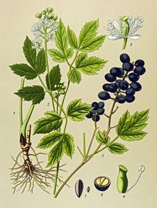 لوحة نباتية. نبات وريدي (سام) وطبي: صيف Adonis (Adonis aestivalis) بواسطة فنان غير معروف
