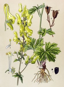 لوحة نباتية. نبات وريدي (سام) وطبي: قاتل الذئب أو قاتل الذئب (Aconitum lycoctonum) بواسطة فنان غير معروف