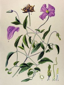لوحة نباتية. نبات وريدي (سام): نبات Clematite أو كرمة كاذبة (Clematis viticella) بواسطة فنان غير معروف