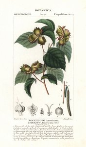 لوحة نباتية: البندق والبندق - البندق الأمريكي، Corylus americana، موطنه الأصلي أمريكا الشمالية. نقش على لوحة نحاسية ملونة يدوياً من "قاموس العلوم الطبيعية" لجوسيو، 1837. نقش بقلم ستانغي، ورسم بيير جان فرانسوا تي بواسطة فنان غير معروف