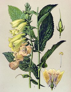 لوح نباتي ، نبات: رقمي كبير الأزهار (Digitalis grandiflora) بواسطة فنان غير معروف