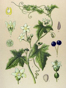 لوح نباتي ، نبات: Bryone (Bryonia alba) بواسطة فنان غير معروف