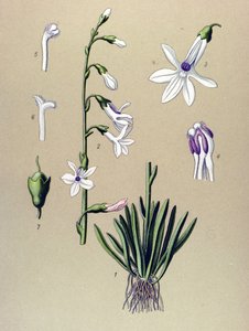 لوحة نباتية، نبات: لوبيليا (Lobelia dortmanna) بواسطة فنان غير معروف
