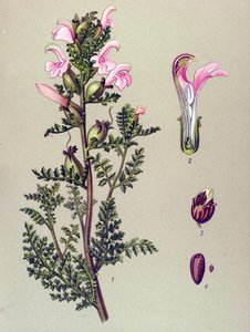 لوح نباتي ، نبات: مستنقع بيديولار (Pedicularis palustris) بواسطة فنان غير معروف