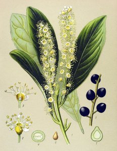 لوح نباتي ، نبات: خليج الكرز (Prunus Laurocerasus) بواسطة فنان غير معروف