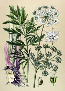 اللوح النباتي الوريدي (السام) والنبات الطبي: الشوكران المائي (Cicuta virosa). بواسطة فنان غير معروف