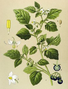 لوح نباتي ، نبات وريدي (سام): الباذنجان الأسود (Solanum nigrum) بواسطة فنان غير معروف