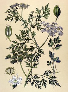 لوح نباتي ، نبات سام (سام): بقدونس كلب أو بقدونس مزيف (Aethusa cynapium) بواسطة فنان غير معروف