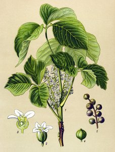 لوح نباتي ، نبات وريدي (سام): تسلق السماق (Rhusoxodendron) بواسطة فنان غير معروف