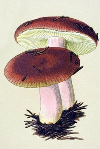 لوح نباتي به فطريات سامة (وريدية): حبيبات القيء (Russula emetica) بواسطة فنان غير معروف