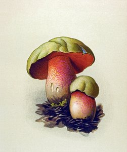 لوحة نباتية بها فطر سام (وريدي): بوليت الذئب (Boletus lupinus) بواسطة فنان غير معروف