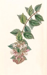 رسم توضيحي للنباتات / Abelia chinensis / Abelia rupestris / Abelia of China / Abelia Rock بواسطة غير معروف