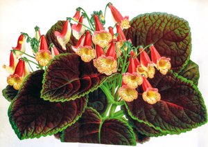 توضيح نباتي / Achimenes naegelioides / Achimene بواسطة غير معروف