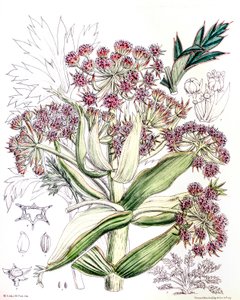 توضيح نباتي / Aciphylla latifolia / Anisotome latifolia / أسيفيل واسع بواسطة غير معروف