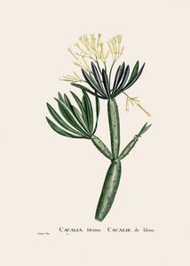رسم توضيحي نباتي / Redoubt / Senecio kleinia / Senecon بواسطة فنان غير معروف