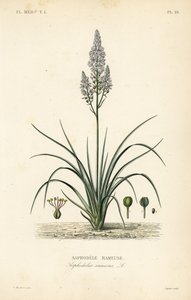 Asphodelus ramosus، Asphodele rameuse المتفرعة بواسطة غير معروف